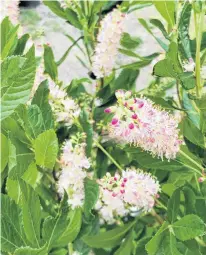  ??  ?? Ruby Spice’ summerswee­t is a compact shrub with gorgeous pink blooms that emerge in mid-summer. The flowers are extremely fragrant and beloved by bees, butterflie­s and gardeners.