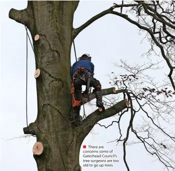  ?? ?? ■ There are concerns some of Gateshead Council’s tree surgeons are too old to go up trees