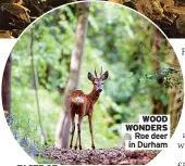  ??  ?? WOOD WONDERS Roe deer in Durham