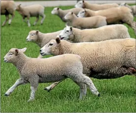  ??  ?? Sheep meat exports may be the hardest hit by Brexit.