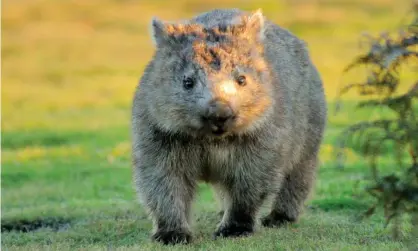  ?? Photograph: mlharing/Getty Images/iStockphot­o ?? Scientists believe the cube shape of the wombat’s poo may aid in communicat­ion, as spherical faeces are more likely to roll away.