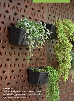  ?? ?? 5 Spill it
So en and green your screen scene with trailing plants such as dichondra and senecio succulents.