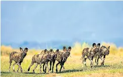  ??  ?? There’s no patriarchy in a painted wolf pack, a single alpha female is always in charge.