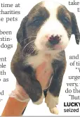  ??  ?? LUCKY Crossbreed puppy seized at Cairnryan port
