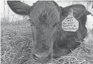  ?? KENDRA THEWIS PHOTO ?? Despite a slow rise in milk prices, the prices for calves are still depressed. Kendra Thewis put an ear tag on this calf headed to auction that reads “Buy me! You will support a family farm.” After paying for transporta­tion and auction fees, she netted $30 for three calves in autumn 2019.