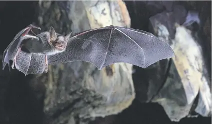  ?? Picture: Reuters ?? LIVING LONGER. Researcher­s have identified two genes in the greater mouse-eared bat that may be responsibl­e for its unique longevity adaptation.