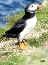  ??  ?? Puffin