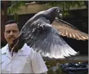  ?? ANSHUMAN POYREKAR — HINDUSTAN TIMES VIA AP ?? A pigeon that was captured eight months after it wrongly was suspected of being a Chinese spy is released at a vet hospital in Mumbai, India, on Tuesday.