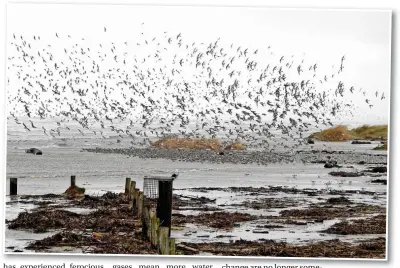  ?? ?? ● Above, a view of exhausted waders pushed up the shore by Storm Eunice