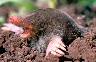  ??  ?? The mole’s fleshy snout sniffs the air after it has powered through the earth using its shovel-like paws.