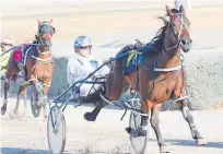  ?? Picture / Harness Racing Victoria ?? Jack’s Legend is a serious threat in the Auckland Cup on Sunday.