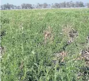  ??  ?? Vicia. Le aporta nitrógeno a una rotación con maíz.