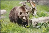  ?? Associated Press photo ?? In this May file photo, a grizzly bear roams an exhibit at the Woodland Park Zoo, closed for nearly three months because of the coronaviru­s outbreak in Seattle.