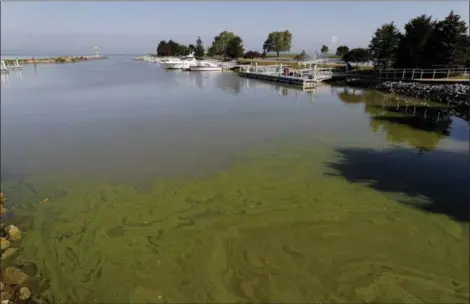  ?? ASSOCIATED PRESS FILE ?? Algae floats in the water at the Maumee Bay State Park marina in Lake Erie in Oregon, Ohio.