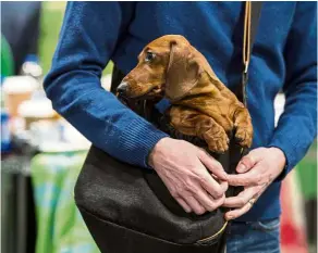  ?? — AFP ?? ‘The world needs a sausage dog museum ... No other dog in the world enjoys the same kind of recognitio­n or popularity as the symbol of Bavaria, the sausage dog,’ says museum founder Kueblbeck.