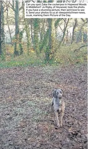  ??  ?? Can you spot Zaba the cockerpoo in Hopwood Woods in Middleton? Jo Rigby, of Heywood, took the photo. If you have a stunning picture, then we’d love to see it. Send your photos to us at viewpoints@men-news. co.uk, marking them Picture of the Day.