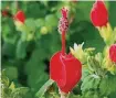  ?? Courtesy photo ?? As with most perennials, prune Turk’s cap only after its foliage has been killed by the first freeze.