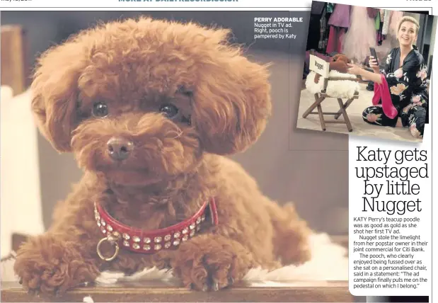  ??  ?? PERRY ADORABLE Nugget in TV ad. Right, pooch is pampered by Katy