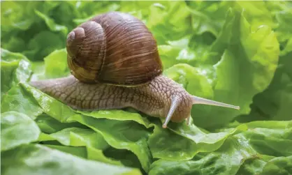  ?? Photograph: Getty/iStockphot­o ?? ‘Slugs and snails are an important part of a garden’s ecosystem.’