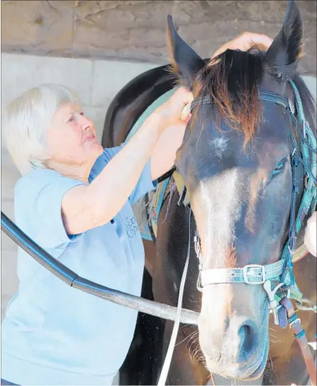  ?? LVN090119p­wsylvia ?? Manakau trainer Sylvia Kay puts the finishes touches on Dolcetto ahead of Trentham tomorrow.