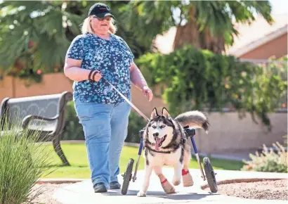  ?? TOM TINGLE/THE REPUBLIC ?? Debbie Stahmer, who fosters Eros, a disabled Siberian Husky, walks the dog in her neighborho­od in Mesa recently. Eros was neglected by his previous owner, being left in a crate for hours, leading to the loss of his hind paws.