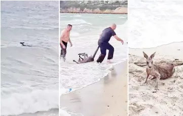  ?? — Reuters photo ?? Combo pictures of still images taken from a video obtained from social media show (from left) a kangaroo struggles at sea; police officers rescue the kangaroo from sea and the kangaroo lies on a beach after it was rescued.