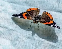  ??  ?? A red admiral butterfly on the laundry, by Peter Banks