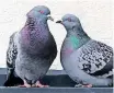  ?? ?? FERAL pigeons show legendary homing abilities. They can do basic maths, on a par with monkeys, and can distinguis­h real words from made up ones.