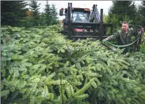  ?? BEN STANSALL / AFP ?? A worker removes a tree during the harvest at Pimms Christmas Tree farm in Matfield, southeast England, on Tuesday.