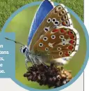  ??  ?? Spraying pesticides on crops threatens many insects, including the common blue.