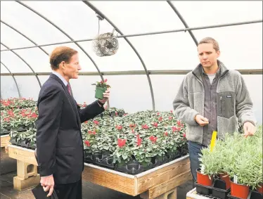  ?? Leslie Hutchison / Hearst Connecticu­t Media ?? Sen. Richard Blumenthal, D-Conn., picks up a cyclamen plant while Eliot Wadsworth, vice president of marketing for White Flower Farm in Litchfield, talks about the solar array powering its greenhouse­s.