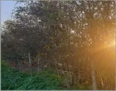  ?? (Pic credit: PTES) ?? HEALTHY HEDGEROWS have a place to play in bio-diversity on farm, as well as being useful stock barriers and shelter