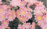  ??  ?? FAVOURITE: Lewisia ‘Elise’ shone at this year’s trials.