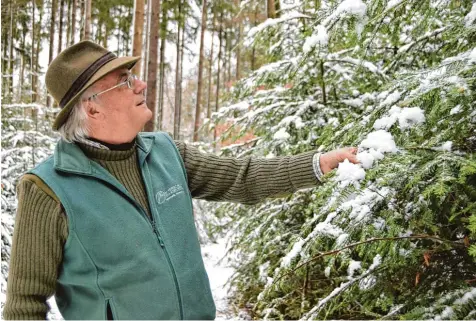  ?? Foto: Stephanie Millonig ?? In einem Waldstück zwischen Schwifting und Finning, welches Förster Alwin Rammo schon am Längsten betreut, kommt ohne Zaun ein dichter Nachwuchs an Tannen auf. Der 65 Jährige geht jetzt in den Ruhestand.