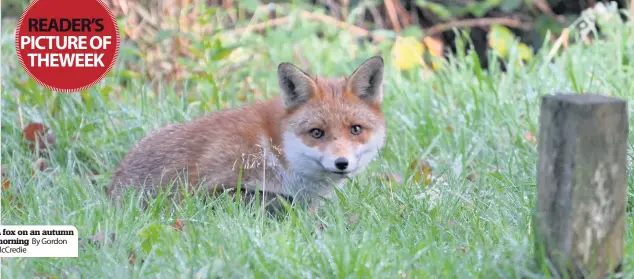  ??  ?? A fox on an autumn morning By Gordon McCredie