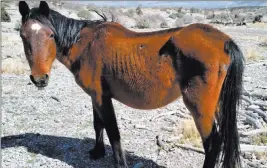  ??  ?? @Humboldtto­iyabe/twitter Because of extreme drought conditions and lack of forage, the U.S. Forest
Service and the Bureau of Land Management will begin gathering and providing emergency care for up to 200 wild horses starting on or around the week of...