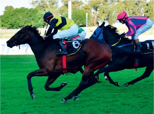  ?? Picture: JC Photograph­ics ?? BANKER. Christmas Flower, who runs in Race 8 at Turffontei­n tomorrow, is not only Muzi Yeni's Value Bet, but a Pick 6 banker as well.