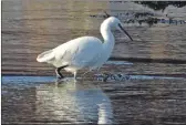  ??  ?? The star of the show – a little egret on the estuary at Loch Gilp.