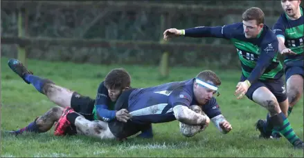  ??  ?? Ronan O’Brien jnr gets over the line for Ardee’s first try despite the best efforts of Ciarán Walsh and James Newland of Swords to prevent him touching down.