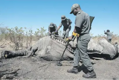  ?? Picture: Gallo Images ?? SAD REALITY. The carcass of an elephant aged between between 30 and 40 that was poached in the Kruger National Park. Elephants are regularly poached for their ivory.