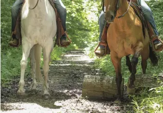  ??  ?? TOP: Hit the trail. On every ride, ask your horse to cross logs, go around trees, and walk through mud puddles using your shoulder-control skills to guide him. MIDDLE: This horse is bending willingly to his left while responding to the right-rein cue, which helps him move his shoulder out. BOTTOM: This horse is relaxing into the rein pressure as he moves his nose and shoulder, as requested.