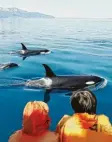  ?? Fotos: dpa ?? Schwertwal­e werden auch Orcas oder Killerwale genannt.