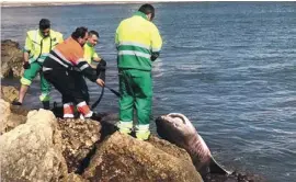  ??  ?? Hauling the huge shark from the water proved difficult