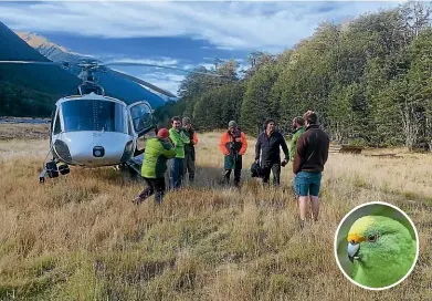 ??  ?? Flight Path tours involve a pre-dawn helicopter ride from Christchur­ch. Inset, an orange-fronted parakeet.