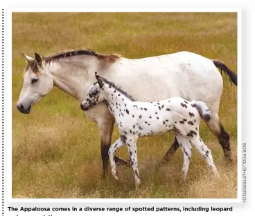  ??  ?? The Appaloosa comes in a diverse range of spotted patterns, including leopard and roan variations.