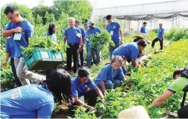  ??  ?? Trainees in KSK Laoag harvesting their crops.