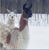  ?? ?? Les lamas agissent comme gardiens du troupeau aux Pâturages du Lac Brome.