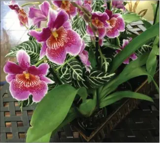  ?? COURTESY ARMSTRONG GARDEN CENTERS ?? The orchid remains a favorite for its delicate but long-lasting beauty.