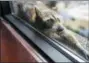  ?? EVAN FROST — MINNESOTA PUBLIC RADIO VIA AP ?? A raccoon stretches out on a windowsill Tuesday high above downtown St. Paul.