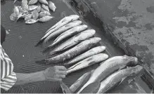 ?? HANUNG HAMBARA/JAWA POS ?? SIAP DIMASAK: Penjual menjajakan ikan air tawar yang diperoleh dari Kalimas.